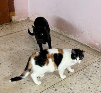 Felisa Bild von Felisa
