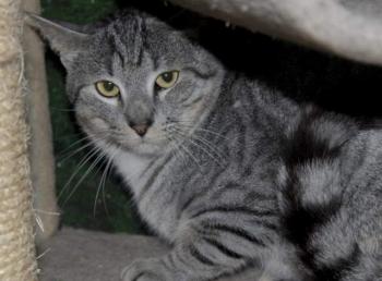 Ivor Bild von Ivor