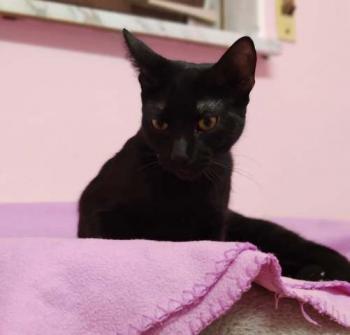 Felisa Bild von Felisa