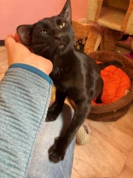 Felisa Bild von Felisa