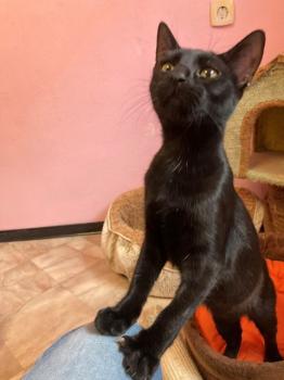 Felisa Bild von Felisa