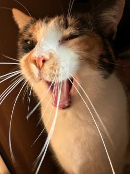 Miel Bild von Miel