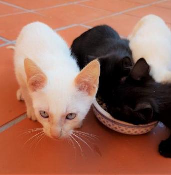 Thaio Bild von Thaio