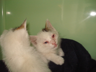 Talto Bild von Talto
