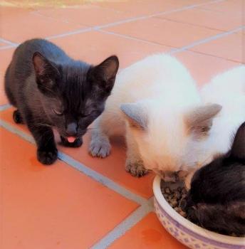Tashi Bild von Tashi