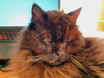 Diesel Bild von Diesel