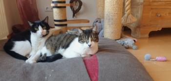 Pierre Bild von Pierre