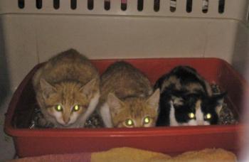 Piccola Bild von Piccola