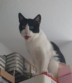 Victor Bild von Victor