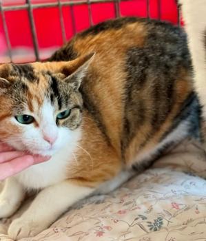 Nancy Bild von Nancy