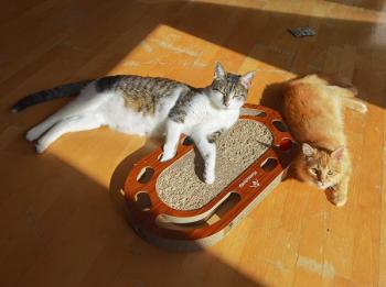 Jasper Bild von Jasper