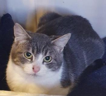 Rajah Bild von Rajah