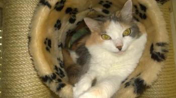 Belinda Bild von Belinda