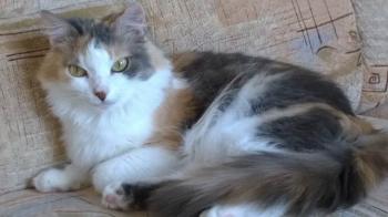 Belinda Bild von Belinda