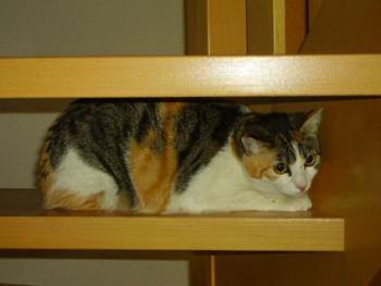 Molly Bild von Casilda