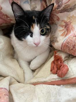 Felisa Bild von Felisa