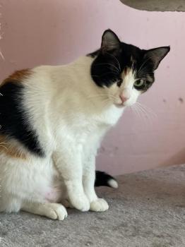 Felisa Bild von Felisa