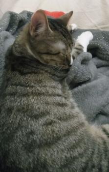 Timba Bild von Timba