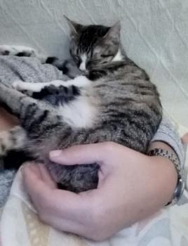 Timba Bild von Timba