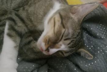 Timba Bild von Timba