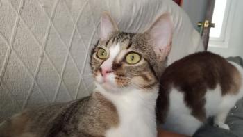 Timba Bild von Timba