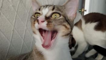 Timba Bild von Timba