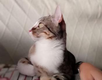 Timba Bild von Timba