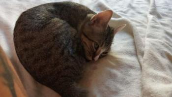 Timba Bild von Timba