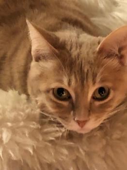 Bild von Yogi