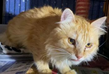 Wisky Bild von Wisky