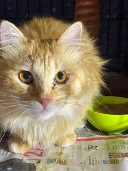 Wisky Bild von Wisky