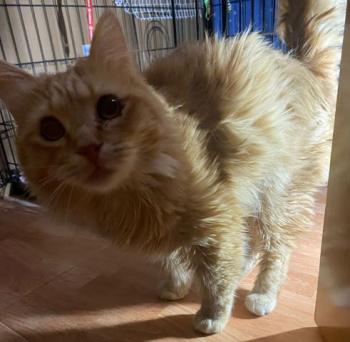 Wisky Bild von Wisky