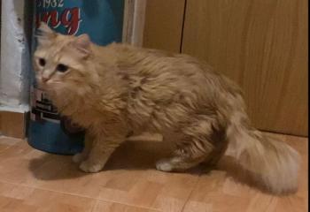 Wisky Bild von Wisky