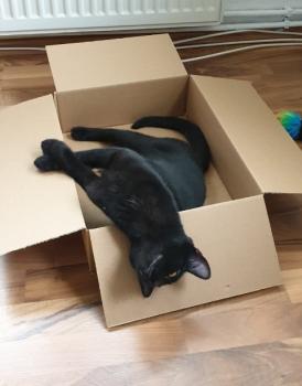 Felisa Bild von Felisa