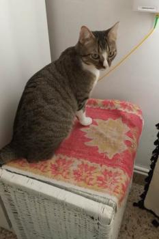 Timba Bild von Timba