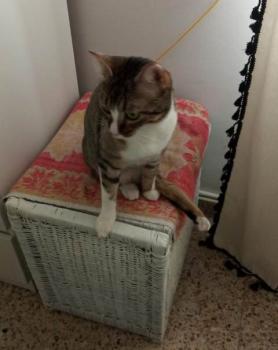 Timba Bild von Timba