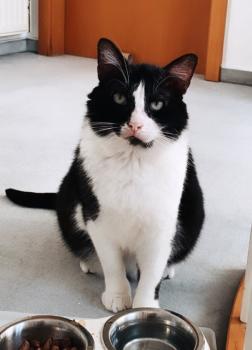 Cesar Bild von Cesar