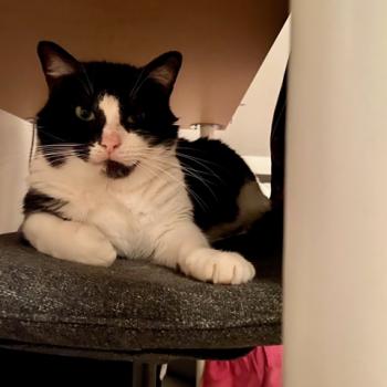 Cesar Bild von Cesar
