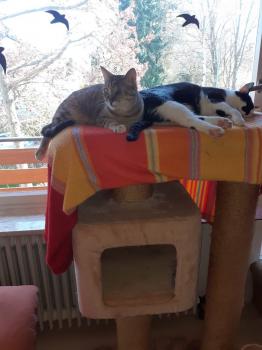 Mirtel Bild von Mirtel