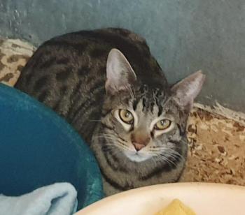 Lazlo Bild von Lazlo