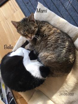 Belle Bild von Belle