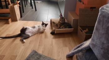 Timon Bild von Timon