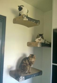 Shira Bild von Shira