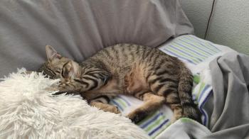 Hades Bild von Hades