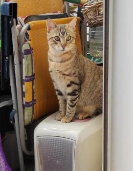 Hades Bild von Hades