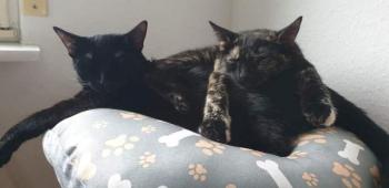 Felisa Bild von Felisa