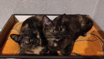 Moggy Bild von Moggy