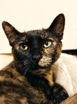 Moggy Bild von Moggy