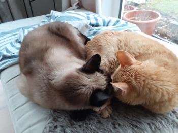 Mogli Bild von Mogli