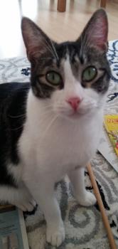 Mushu Bild von Mushu